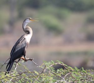 Oriental Darter, 黑腹蛇鹈, Anhinga melanogaster-gallery-