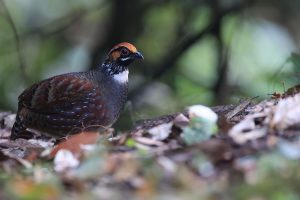 Hill Partridge, 环颈山鹧鸪, Arborophila torqueola-gallery-