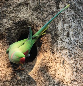 Alexandrine Parakeet, 亚历山大鹦鹉, Psittacula eupatria-gallery-