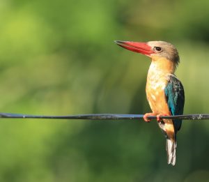 Stork-billed Kingfisher, 鹳嘴翡翠, Pelargopsis capensis-gallery-