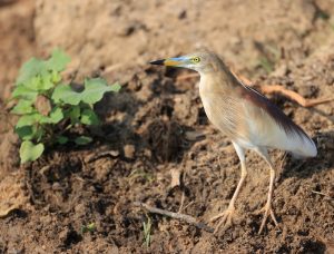 Indian Pond Heron, 印度池鹭, Ardeola grayii-gallery-