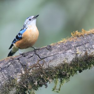 Beautiful Nuthatch, 丽䴓, Sitta formosa-gallery-