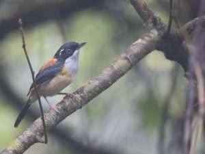 Black-headed Shrike-Babbler, 棕腹鵙鹛, Pteruthius rufiventer-gallery-