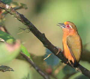 White-browed Piculet, 白眉棕啄木鸟, Sasia ochracea-gallery-