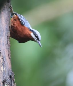 Chestnut-bellied Nuthatch, 栗腹䴓, Sitta cinnamoventris-gallery-