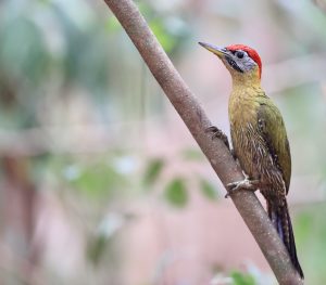 Laced Woodpecker, 花腹绿啄木鸟, Picus vittatus-gallery-