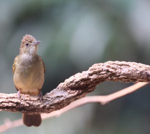 Grey-eyed Bulbul, 灰眼短脚鹎, Iole propinqua-gallery-