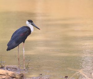 Woolly-necked Stork, 彩鹳, Mycteria leucocephala-gallery-