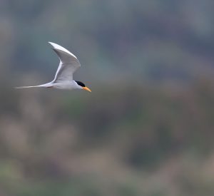 River Tern, 黄嘴河燕鸥, Sterna aurantia-gallery-