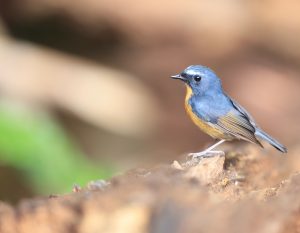 Snowy-browed Flycatcher, 棕胸蓝姬鹟, Ficedula hyperythra-gallery-