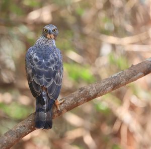 Changeable Hawk Eagle, 凤头鹰雕, Nisaetus cirrhatus-gallery-