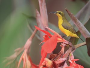 Olive-backed Sunbird, 黄腹花蜜鸟, Cinnyris jugularis-gallery-