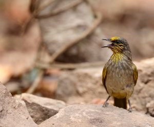 Stripe-throated Bulbul, 纹喉鹎, Pycnonotus finlaysoni-gallery-