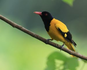 Black-hooded Oriole, 黑头黄鹂, Oriolus xanthornus-gallery-