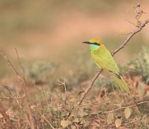 Asian Green Bee-eater, 绿喉蜂虎, Merops orientalis-gallery-