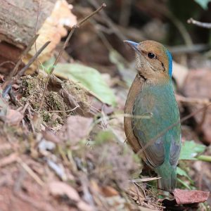 Blue-naped Pitta, 蓝枕八色鸫, Hydrornis nipalensis-gallery-