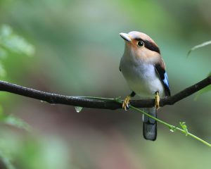 Silver-breasted Broadbilll, 银胸丝冠鸟, Serilophus lunatus-gallery-