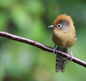 Spectacled Barwing, 白眶斑翅鹛, Actinodura ramsayi-gallery-