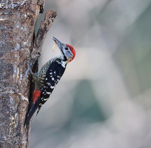 Stripe-breasted Woodpecker, 纹胸啄木鸟, Dendrocopos atratus-gallery-