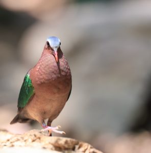 Common Emerald Dove, 绿翅金鸠, Chalcophaps indica-gallery-