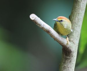 Pin-striped Tit-Babbler, 纹胸巨鹛, Macronus gularis-gallery-