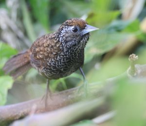 Cachar Wedge-billed Babbler, 楔嘴鹩鹛, Stachyris roberti-gallery-