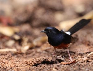 White-rumped Shama, 白腰鹊鸲, Copsychus malabaricus-gallery-