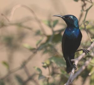 Purple Sunbird, 紫色花蜜鸟, Cinnyris asiaticus-gallery-