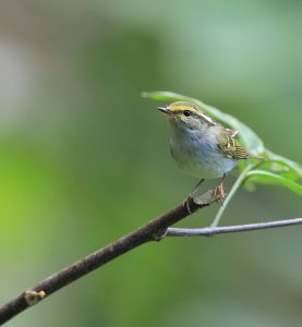 Blyth's Leaf Warbler, 西南冠纹柳莺, Phylloscopus reguloides-gallery-