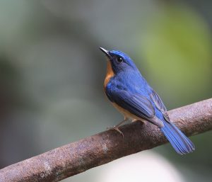 Hill Blue Flycatcher, 山蓝仙鹟, Cyornis whitei-gallery-