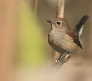 Taiga Flycatcher, 红喉鹟, Ficedula albicilla-gallery-