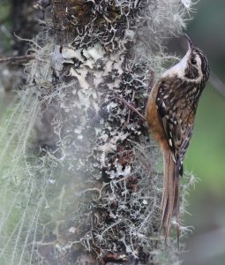 Rusty-flanked Treecreeper, 锈红腹旋木雀, Certhia nipalensis-gallery-