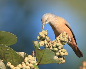 Chestnut-tailed Starling, 灰头椋鸟, Sturnia malabarica-gallery-