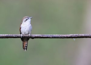 Banded Bay Cuckoo, 栗斑杜鹃, Cacomantis sonneratii-gallery-