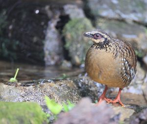 Bar-backed Partridge, 褐胸山鹧鸪, Arborophila brunneopectus-gallery-