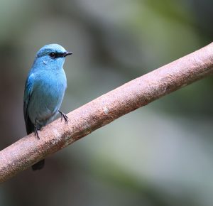 Verditer Flycatcher, 铜蓝鹟, Eumyias thalassinus-gallery-