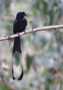 Greater Racket-tailed Drongo, 大盘尾, Dicrurus paradiseus-gallery-