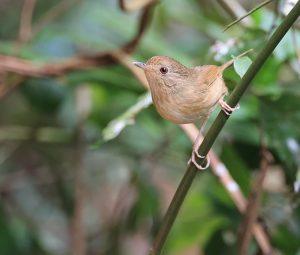 Buff-breasted Babbler, 棕胸雅鹛, Pellorneum tickelli-gallery-