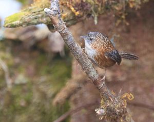 Bar-winged Wren-Babbler, 斑翅鹩鹛, Spelaeornis troglodytoides-gallery-