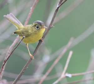 Whistler's Warbler, 韦氏鹟莺, Phylloscopus whistleri-gallery-