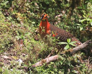 Blyth's Tragopan, 灰腹角雉, Tragopan blythii-gallery-