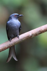 Ashy Drongo, 灰卷尾, Dicrurus leucophaeus-gallery-