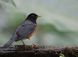 Black-breasted Thrush, 黑胸鸫, Turdus dissimilis-gallery-