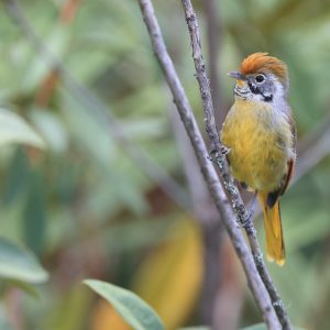 Bar-throated Minla, 斑喉希鹛, Actinodura strigula-gallery-