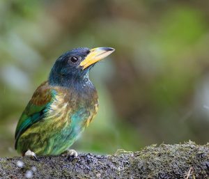 Great Barbet, 大拟啄木鸟, Psilopogon virens-gallery-