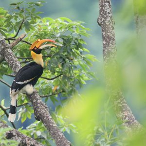 Great Hornbill, 双角犀鸟, Buceros bicornis-gallery-