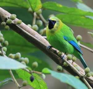 Blue-winged Leafbird, 蓝翅叶鹎, Chloropsis cochinchinensis-gallery-