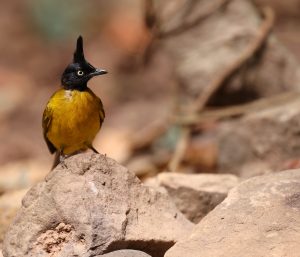 Black-crested Bulbul, 黑冠黄鹎, Pycnonotus flaviventris-gallery-