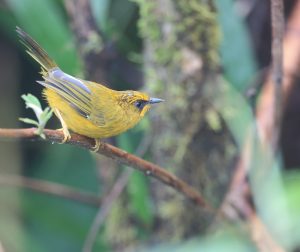 Golden Babbler, 金头穗鹛, Stachyridopsis chrysaea-gallery-