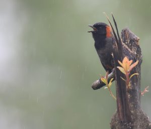 Rufous-necked Laughingthrush, 栗颈噪鹛, Pterorhinus ruficollis-gallery-